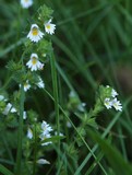 0823-augentrost (euphrasia officinalis)76.jpg